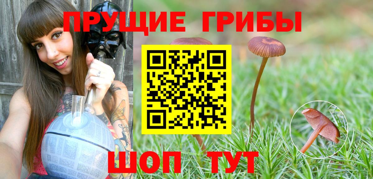 Галлюциногенные грибы Psilocybe  Вход с VPN  Галлюциногенные грибы Psilocybe  Киров 